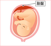 胎盤の正常位置